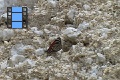 Scene 24_Diaethria marchalii feeding on rock salt